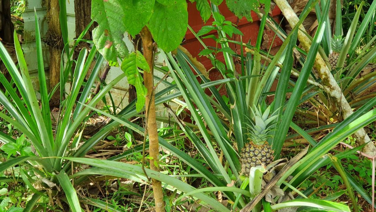 מלון קולון Jungle Eco Reserve מראה חיצוני תמונה